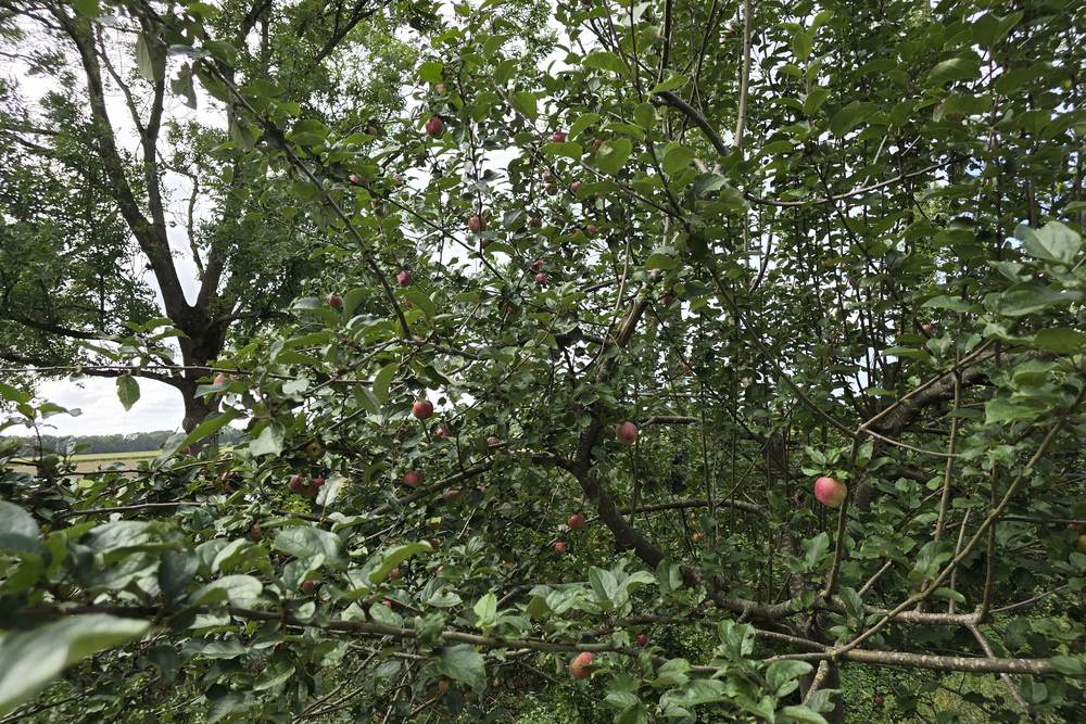 Appelboom met rijpe appels tussen groen blad