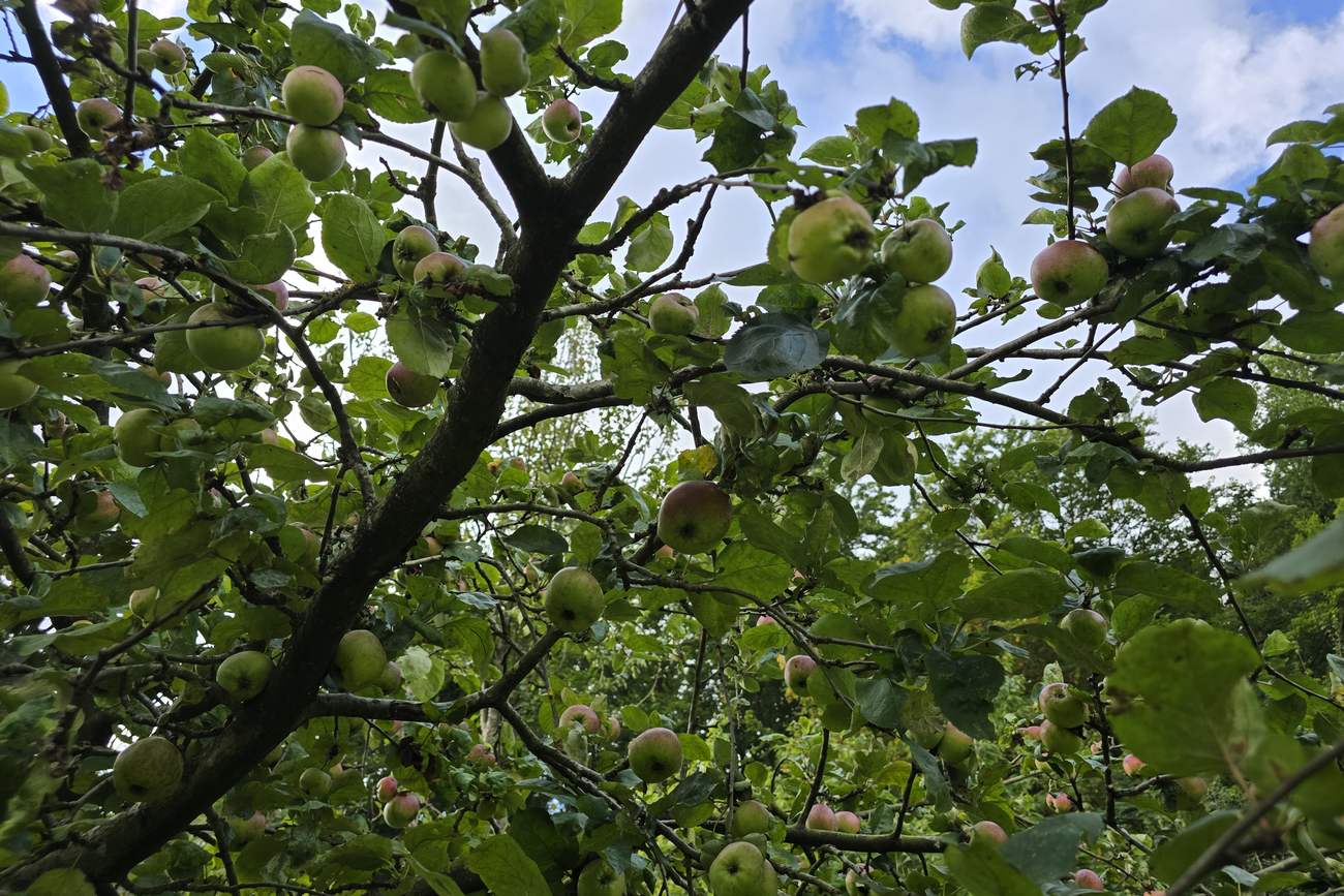 Volle appelboom met veel rode en groene appels aan de takken