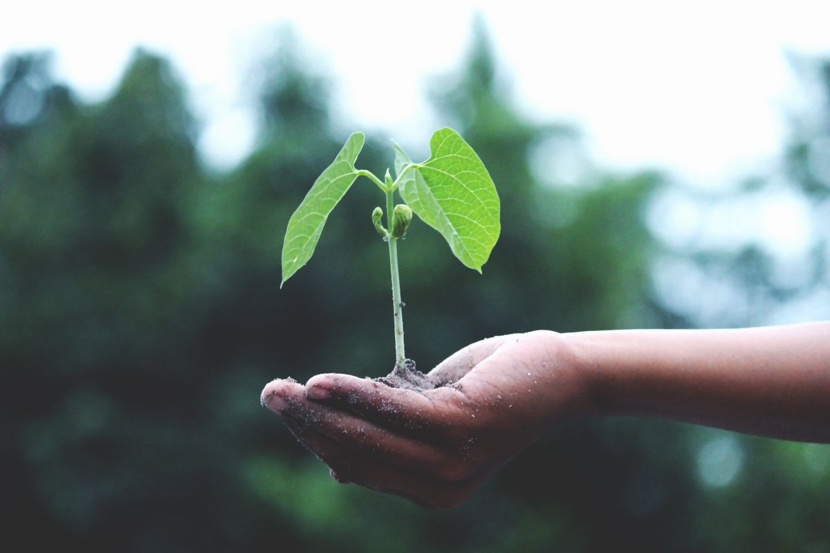 Jonge zaailing in de hand, klaar om te planten