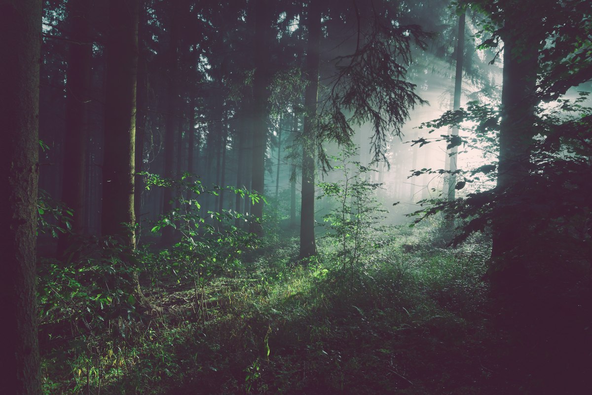 Boslicht en natuur