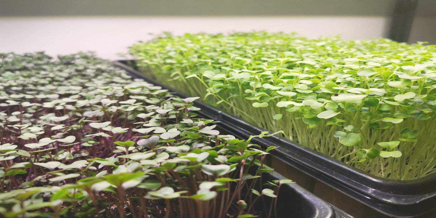 Zachte close-up van microgreens, sfeer voor drogen en bewaren