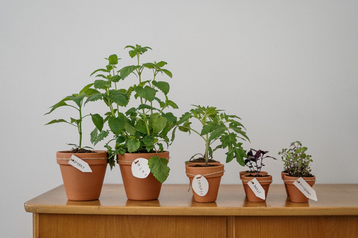 Rij terracotta potten met jonge kruiden en tomatenplantjes op een houten kast, elk met een labeltje