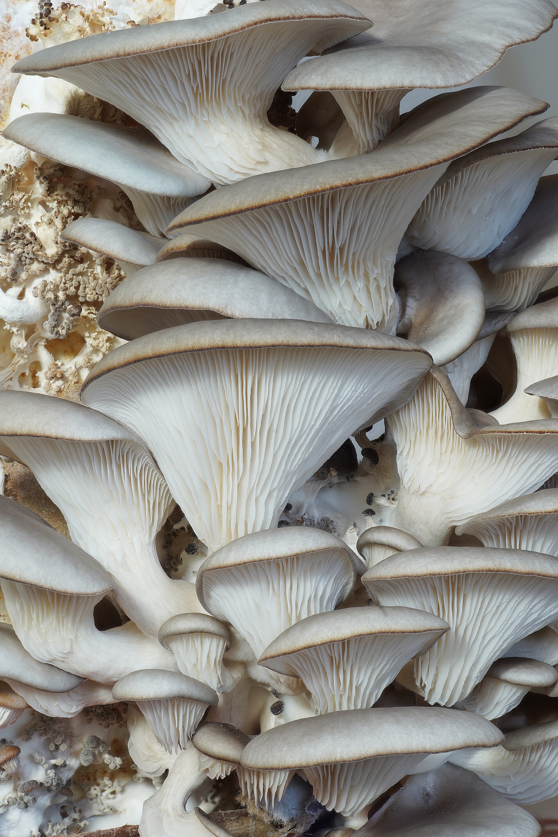 Cluster oesterzwammen, rustiek gekweekt