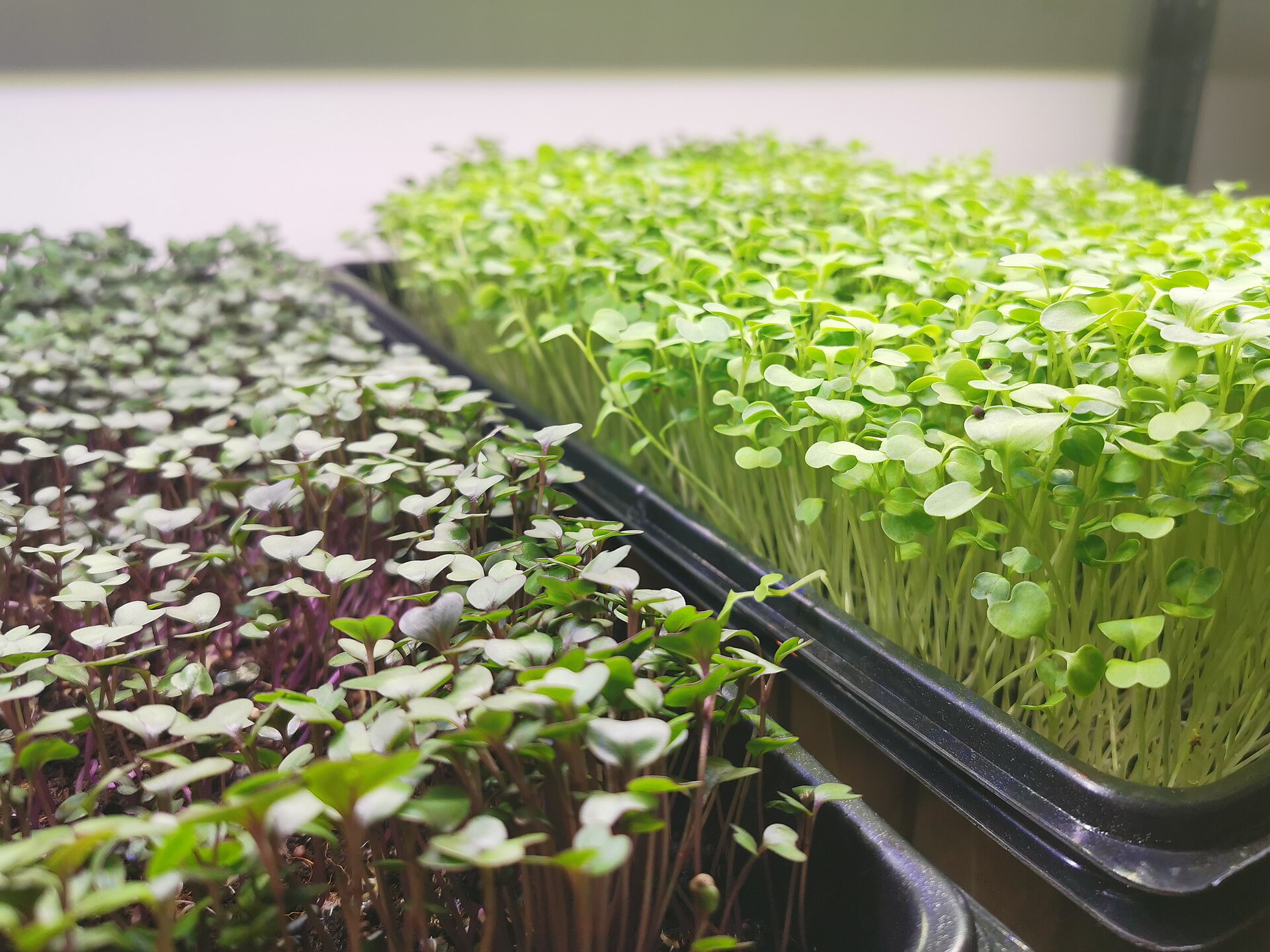 Microgreens in kweektrays