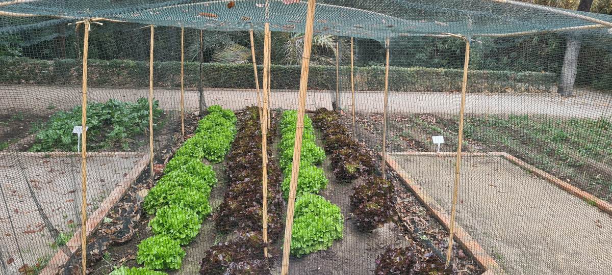 Moestuinbedden met rijen jonge groene en rode sla onder een net